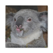 Friendly Koala Magnet