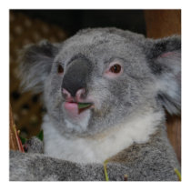 Friendly Koala Poster posters by dlgray Friendly Koala Poster posters