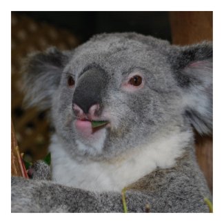 Friendly Koala Poster print