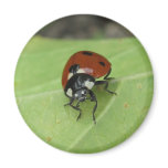 Friendly Ladybug