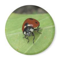 Friendly Ladybug magnets by ladybugland Friendly Ladybug magnets