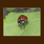 Friendly Ladybug Postcard