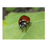Friendly Ladybug Postcard