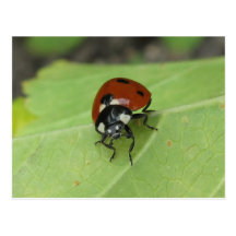 Friendly Ladybug Postcard