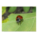 Friendly Ladybug Poster posters