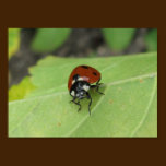 Friendly Ladybug Poster