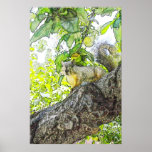 Friendly Neighborhood Squirrel  posters