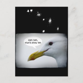 Friendly Seagull? Post Cards