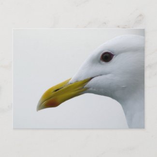 Friendly Seagull? Postcards