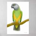 Friendly Senegal Parrot Print