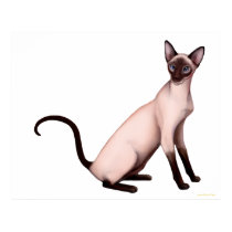 Friendly Young Siamese Cat Poster