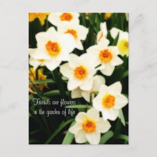 Friends are Flowers Quote Daffodils Postcard postcard