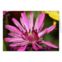 Friends Forever Cards