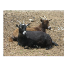 Friends Forever Goats Postcard