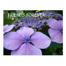 FRIENDS FOREVER! Post Card Hydrangea Flowers Cards