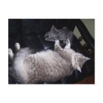 Friends of all sizes postcards