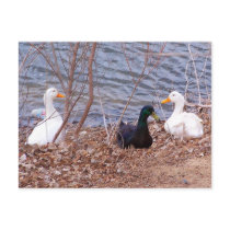 friends Postcard