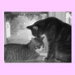 Friends Postcard postcards