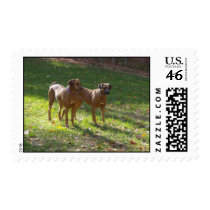 Friends stamps