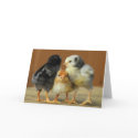 Friends Stick Together cards by wildlifehotspots Friends Stick Together cards