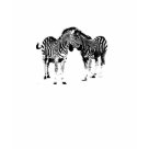  - Friends Zebra Drawing on t-shirts and gifts: Sizes  Available colors: natural