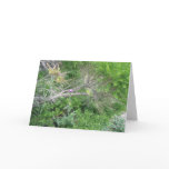 Friendship Card: Milk Thistle in Coyote Bush