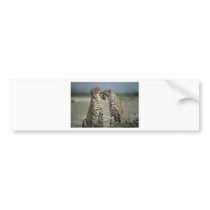 Friendship-Cheetahs bumper stickers by nature_art Friendship-Cheetahs bumper stickers