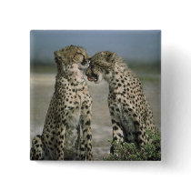 Friendship-Cheetahs buttons