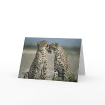 Friendship-Cheetahs cards