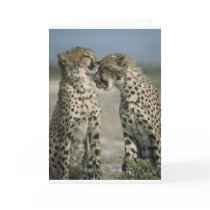 Friendship-Cheetahs cards