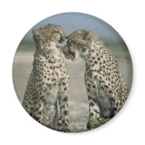 Friendship-Cheetahs magnets
