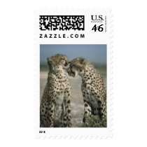 Friendship-Cheetahs postage by nature_art Friendship-Cheetahs postage