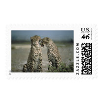 Friendship-Cheetahs postage by nature_art Friendship-Cheetahs postage