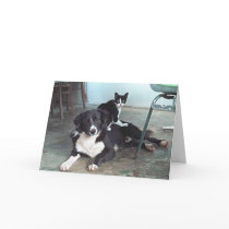 Friendship  :o)  (blank inside) cards