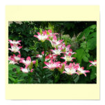 white, pink, lily, flowers, nature, friendship,