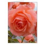 Friendship Rose Greeting Card
