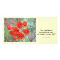 Friendship Rose photo cards