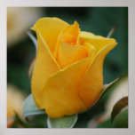 Friendship Rose Poster