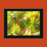 leaves, geranium, pelargonium, zonale, friesdorf,