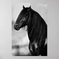 Friesian black stallion horse posters