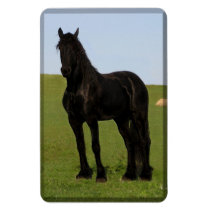 Friesian Colt Flex Magnet