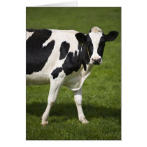 Friesian cow greeting card