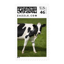 Friesian cow postage stamp