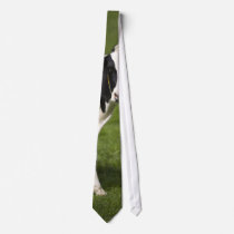 Friesian cow neckwear