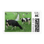 Friesian Dairy Cows Postage Stamps