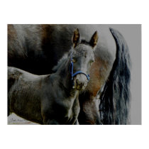 Friesian Foal Malachi Print