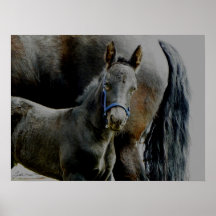 Friesian Foal Malachi Print