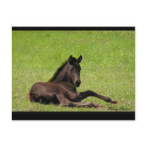 Friesian Foal Postcard by RookyStudios Friesian Foal Postcard