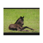 Friesian Foal Postcard