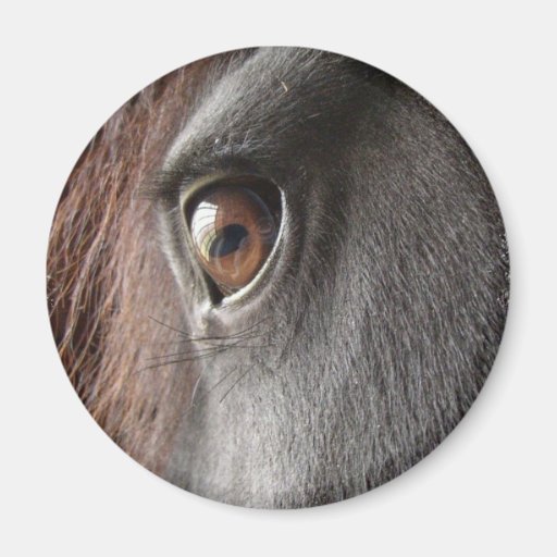 Friesian Horse Design Magnet